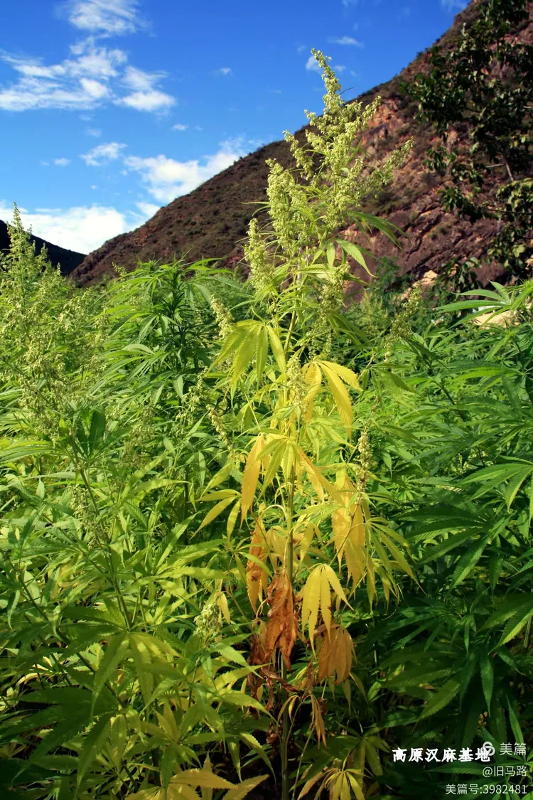 欣欣向荣解释